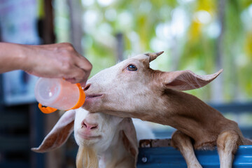 Tourists feeding milk to goats, A little goat drinks milk from a baby bottle. Thai women give milk...