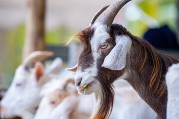 Close up goat chewing grass in outdoor cattle corral of wildlife natural.  Livestock concept. farm...