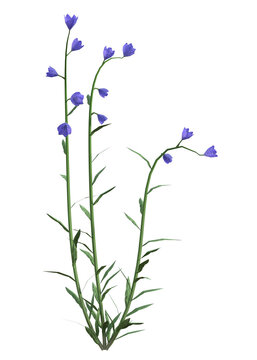 Purple harebell flower, Campanula rotundifolia, isolated