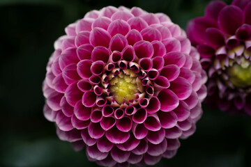 Dahlia