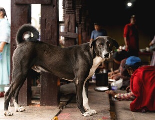 Stray black dog in a temple of Kathmandu, Nepal