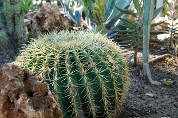 Barrel cactus in the garden