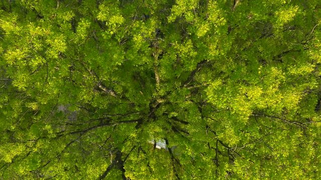 A slow cinematic top down rotating shot of a lone maple birch elm tree abstract.