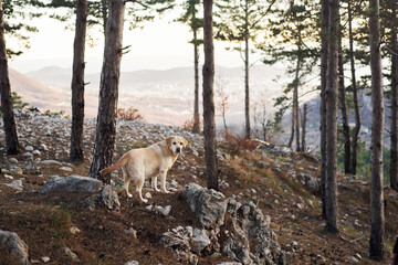 dog in the forest at sunset against the backdrop of mountains. Fawn labrador retriever in nature