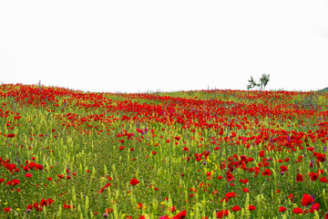Field of poppy flowers, daylight and outdoor, Georgian nature