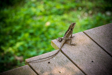 lizard on a floor