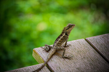 lizard on a floor