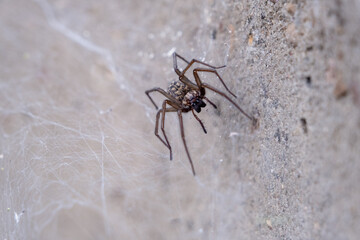 Large domestic spider on a web - Tegenaria domestica, in the background a stone