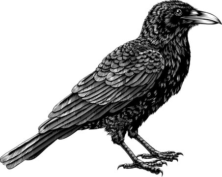 Crow Raven Rook Bird Vintage Engraved Woodcut