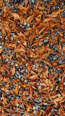 Stones and leaves