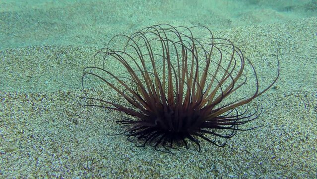 Cylinder anemone or coloured tube anemone (Cerianthus membranaceus) whose tentacles sway in the water column.