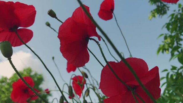 The wind sways a huge red and beautiful poppy flower. Red flower and red petals. Close up footage of poppy flowers. Poppy heads.	
