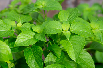 Tree Basil leaves (Ocimum gratissimum)