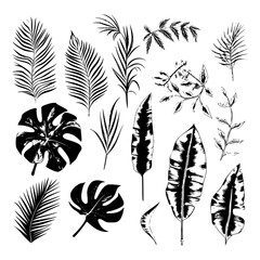 Obraz premium illustration set of tropical plants and leaves, hand drawn style, outline sketch.