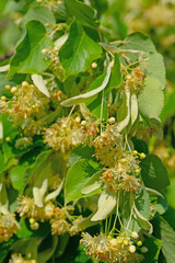Lindenblüten in einer Nahaufnahme