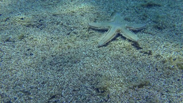 Slender sea star or Sand Starfish (Astropecten spinulosus) creeps along the sandy bottom, time-lapse. Mediterranean.