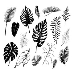 Fototapeta na wymiar illustration set of tropical plants and leaves, hand drawn style, outline sketch.