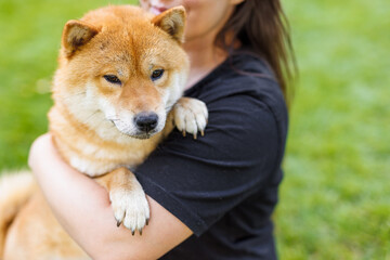 Portrait of adorable, happy dog of the Simba breed in the park on the green grass at sunset. The girl hugs and strokes her beloved pet.