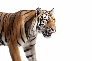 Fototapeta premium tiger on white background