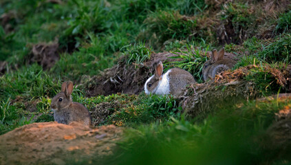 Distinctive juvenile rabbit outside the warren
