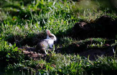 Distinctive juvenile rabbit outside the warren
