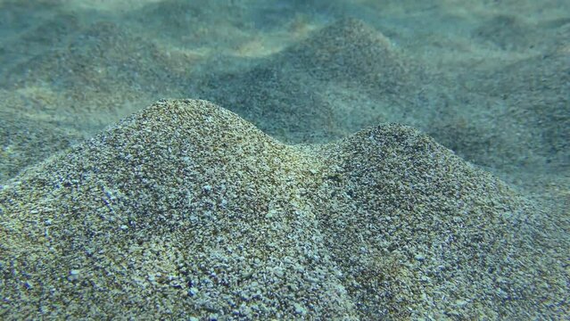 Blow lugworm (Arenicola marina) digs holes in the sandy bottom, at one end of which there is a mound. The movement of water created by the worm causes these volcanoes to erupt.