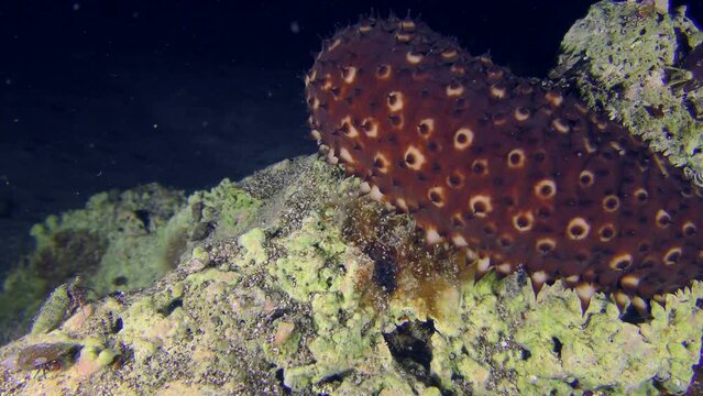 Sea life: The back of the Variable Sea Cucumber (Holothuria sanctori) slowly crawls over the stone past the camera.