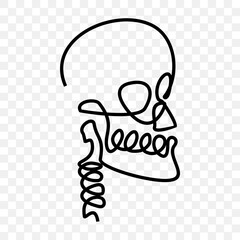 human skull, continuous line drawing