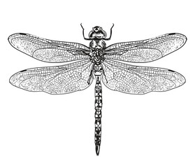 Enter the captivating realm of “Insects” with this unique pack of illustrations, highlighting the insects. Explore their intricate details and remarkable diversity.