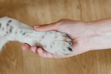 dog paw and human hand together. give paw command.