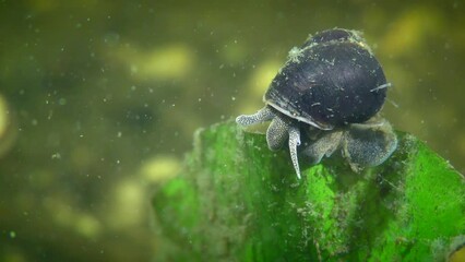 Freshwater snail (Viviparus viviparus) on a leaf of an aquatic plant, a hydra is visible on the shell, close-up.