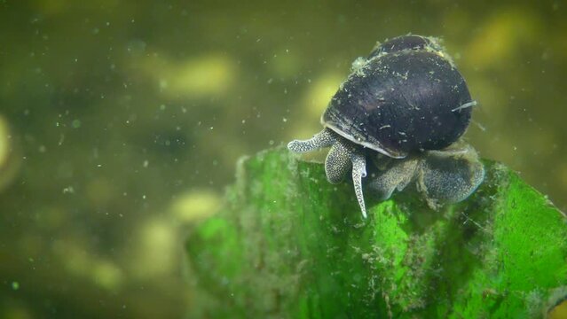 Freshwater snail (Viviparus viviparus) on a leaf of an aquatic plant, a hydra is visible on the shell, close-up.