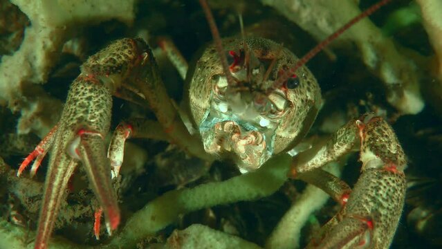 Red-clawed crayfish (Astacus astacus) sits in cover under the sponge, apart claws in a defensive posture, close-up.