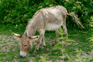 Naklejka na ściany i meble The donkey eats green grass in the summer on a farm plot. Full length photo
