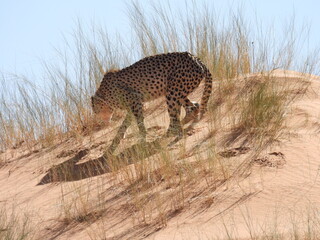Kgalagadi & Augrabies 