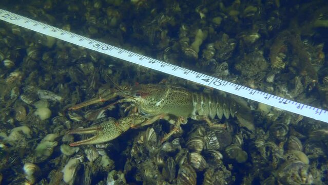 A Broad Clawed Crayfish (Astacus astacus) crawls under a tape measure at an underwater archaeological site.