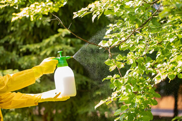 The gardener sprays apple tree in the garden with a spray bottle. Pest control concept. Caring for garden plants. - obrazy, fototapety, plakaty