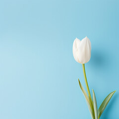 white tulips on blue background