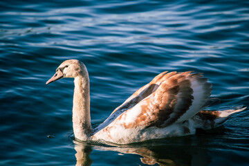 young Swan in Zurich lake