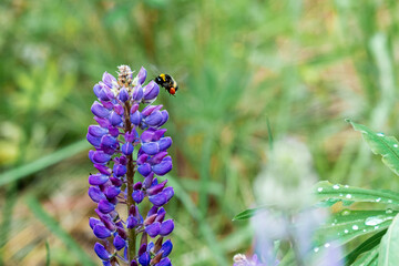 Blooming lupine and flying bumblebee.
