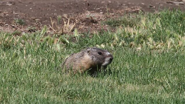 Macro: Hungry Yellow-bellied furry Marmot eats green grass in meadow