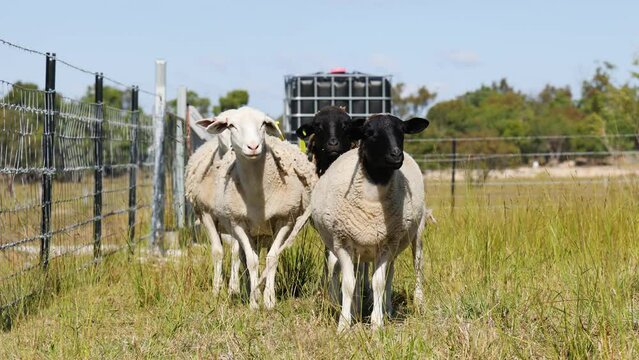 White Sheep and Doper Sheep Looking Forward