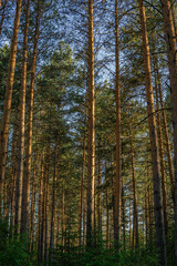 Fototapeta na wymiar pine forest in the autumn