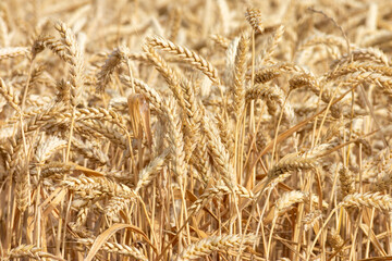 yellow ears of wheat in the field