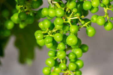 bunch of grapes on the vine plant