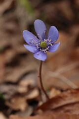 Hepatica nobilis, close-up of a spring purple woodland flower