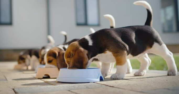 Little beagle puppies have dinner on the veranda at home