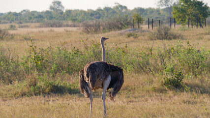Ostrich standing in the savannah, Hwange National Park, Zimbabwe