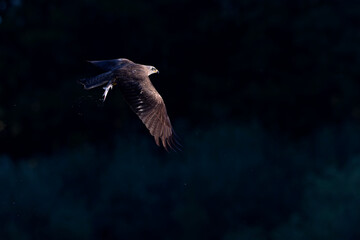A black kite (Milvus migrans) flying and cathing a fish.