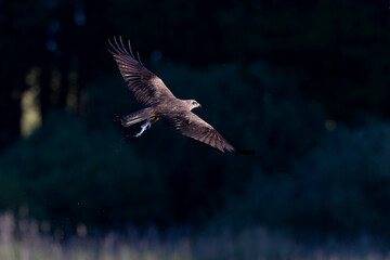 A black kite (Milvus migrans) flying and cathing a fish.